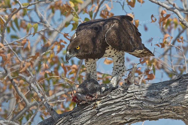 Martial Eagle (Polemaetus bellicosus) perched on a tree trunk with prey, Etosha, Namibia