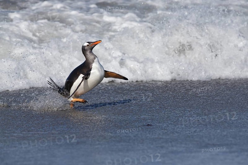 Gentoo Penguin (Pygoscelis papua) emerging from the surf, Sea Lion Island, Falkland Islands