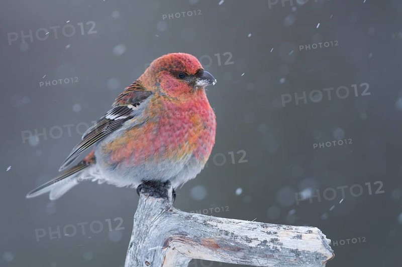 Pine Grosbeak - Hakengimpel - Pinicola enucleator ssp. enucleator, Finland, 1st W, male