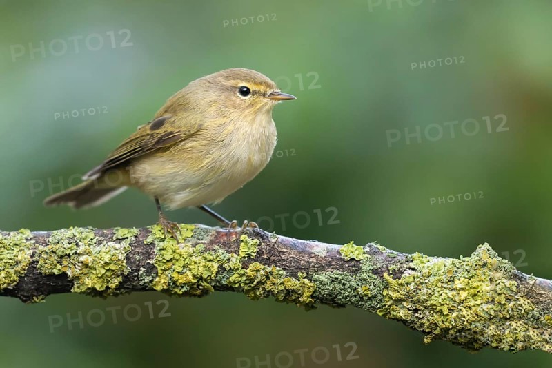 Common Chiffchaff (Phylloscopus collybita) perched on a branch, Lower Saxony, Germany