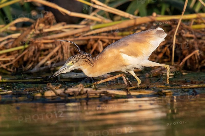 Squacco Heron (Ardeola ralloides), Eilat, Israel