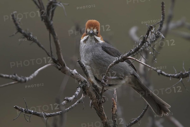 Rufous-eared Brushfinch (Atlapetes rufigenis), Central Highlands, Peru