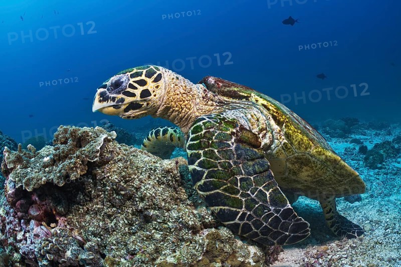 Echte Karettschildkröte, Eretmochelys imbricata Hawksbill Turtle, Eretmochelys imbricata