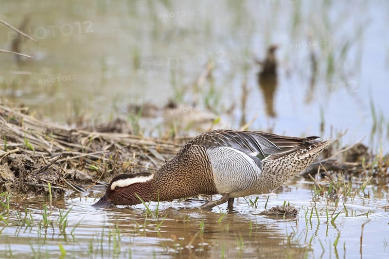 Garganey (Spatula querquedula) male, Mallorca, Spain