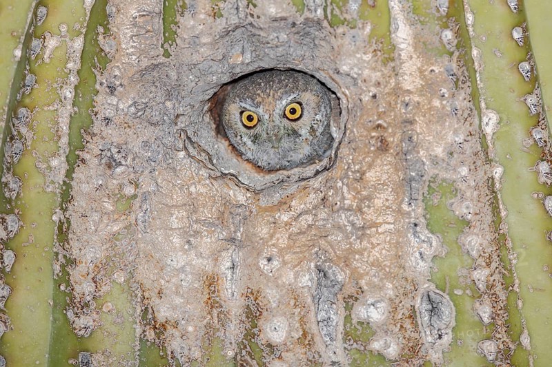 Elf Owl (Micrathene whitneyi) peering from nest hole in Saguaro cactus (Carnegiea gigantea), Arizona, USA