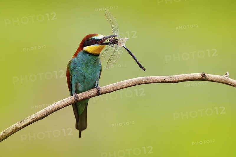 European Bee-eater, Merops apiaster, beautiful bird sitting on the branch with dragonfly in the bill, action scene in the nature habitat, Bulgaria. Animal with catch