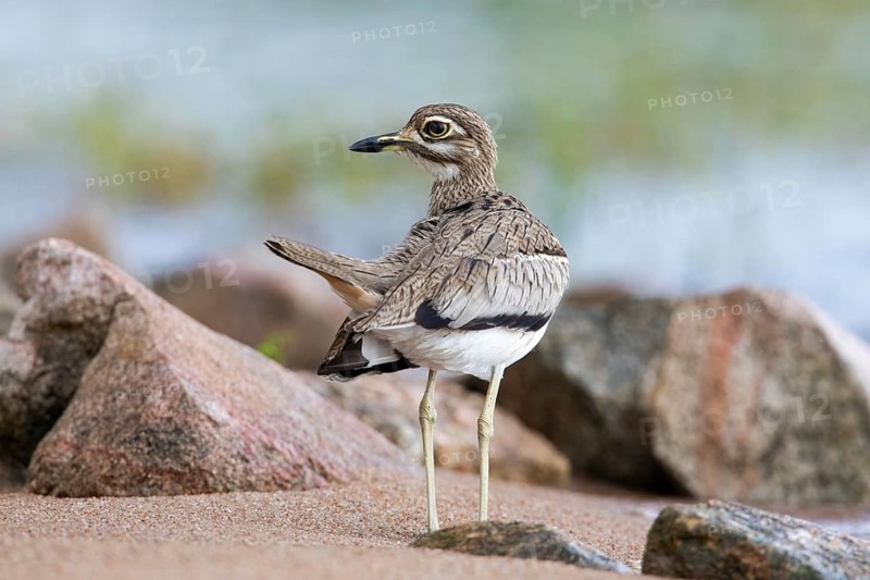 Water Thick-knee (Burhinus vermiculatus), Spekes Bay, Tanzania