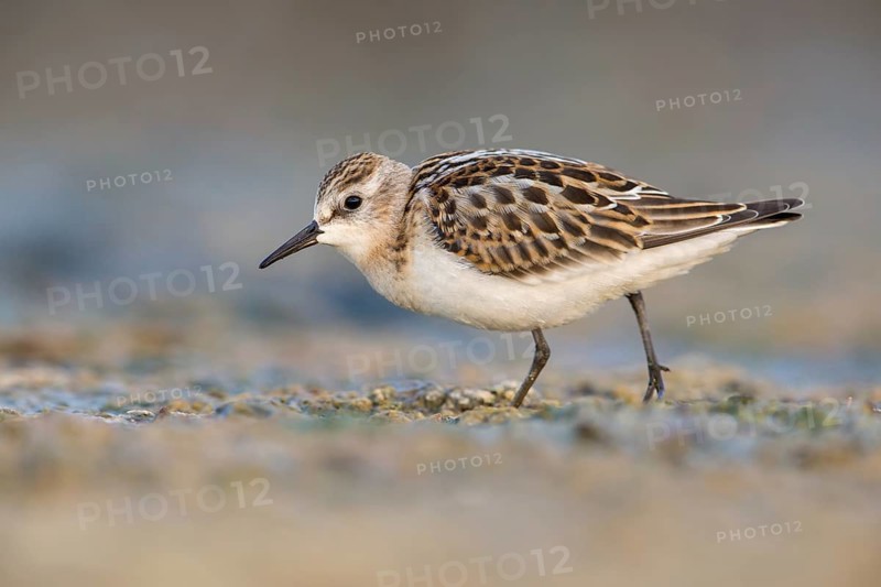 Little Stint (Calidris minuta) foraging, Poland