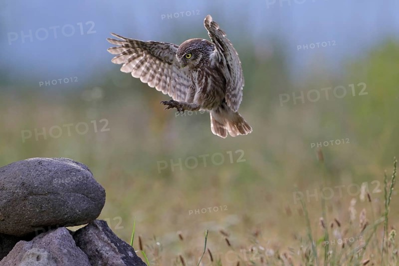 Steinkauz, lat. Athene noctua, im Landeanflug auf einen Steinhaufen