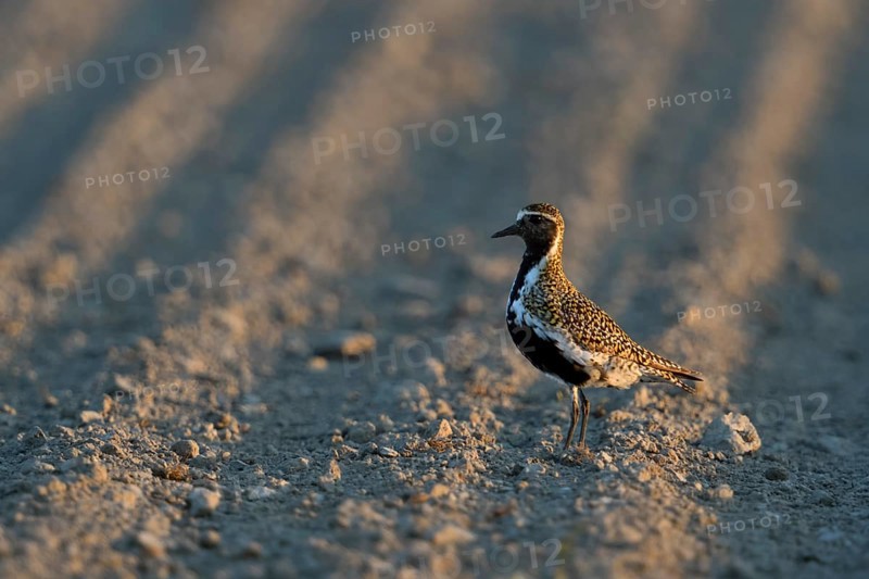 European Golden Plover (Pluvialis apricaria) perched on field, Netherlands