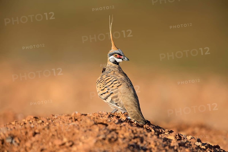 Spinifex Pigeon (Geophaps plumifera) perched on the ground, Queensland, Australia