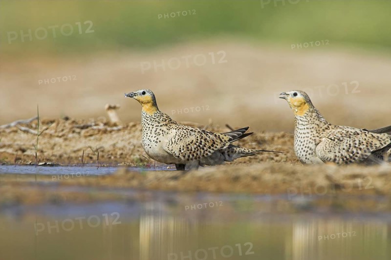 Crowned Sandgrouse (Pterocles coronatus), Oman