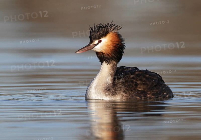 Australasian Crested Grebe (Podiceps cristatus australis), Queensland, Australia