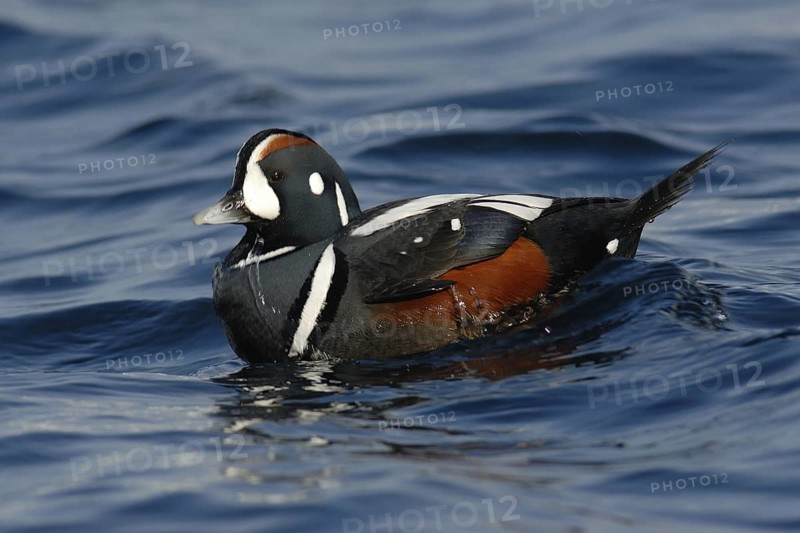 Harlequin Duck (Histrionicus histrionicus) male, Hokkaido, Japan
