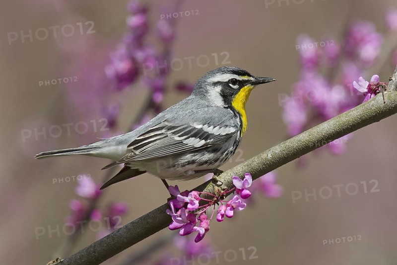 Yellow-throated Warbler (Setophaga dominica), Ohio, USA