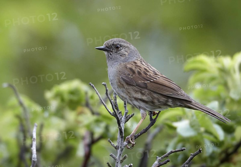 Dunnock (Prunella modularis), Mecklenburg-Western Pomerania, Germany