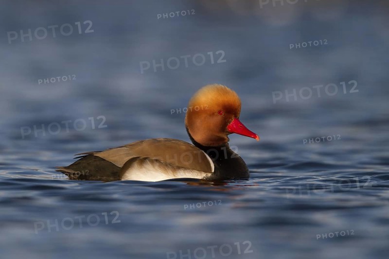 Red-crested Pochard (Netta rufina) male, Bavaria, Germany
