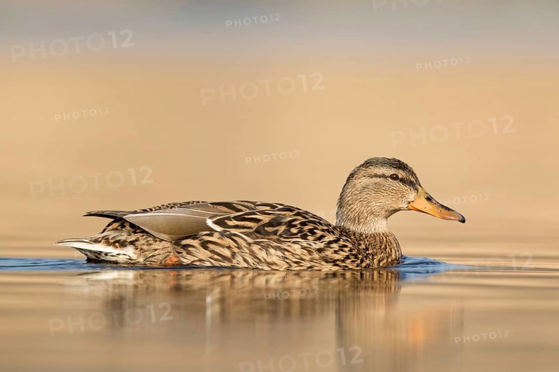 Zwemmende Eend vanuit laag standpunt, mallard swimming low point of view