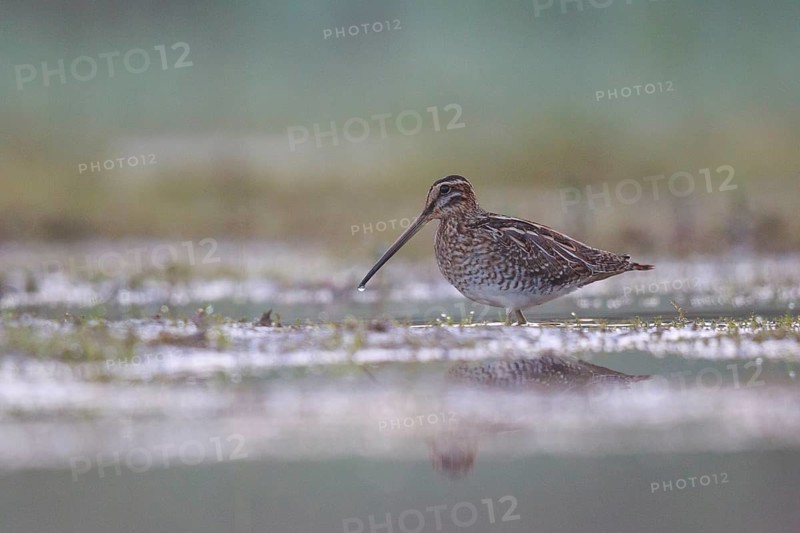 Common Snipe (Gallinago gallinago) foraging, North Rhine-Westphalia, Germany
