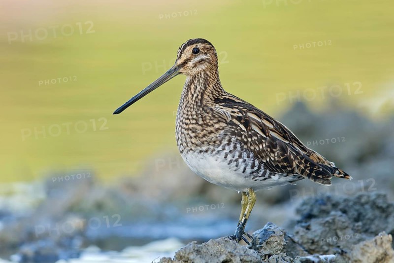 Common Snipe (Gallinago gallinago) foraging, Tuscany, Italy