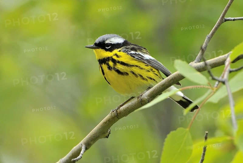 Magnolia Warbler (Setophaga magnolia), Alberta, Canada