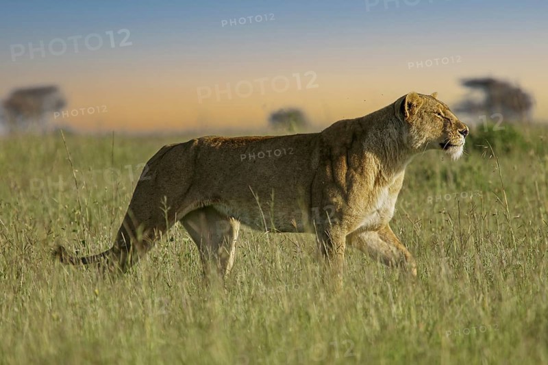 Löwe (Panthera leo) Weibchen streift alleine durch Savanne, Serengeti, Tansania | African Lion (Panthera leo) lonely female in savanna, Serengeti National Park; Tanzania