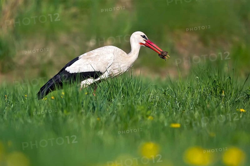 White Stork (Ciconia ciconia) eating a mouse, Bavaria, Germany