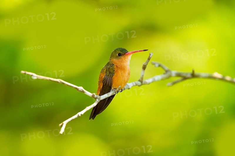 Cinnamon Hummingbird Amazilia rutila El Tuito, Jalisco, Mexico 12 June Adult Trochilidae