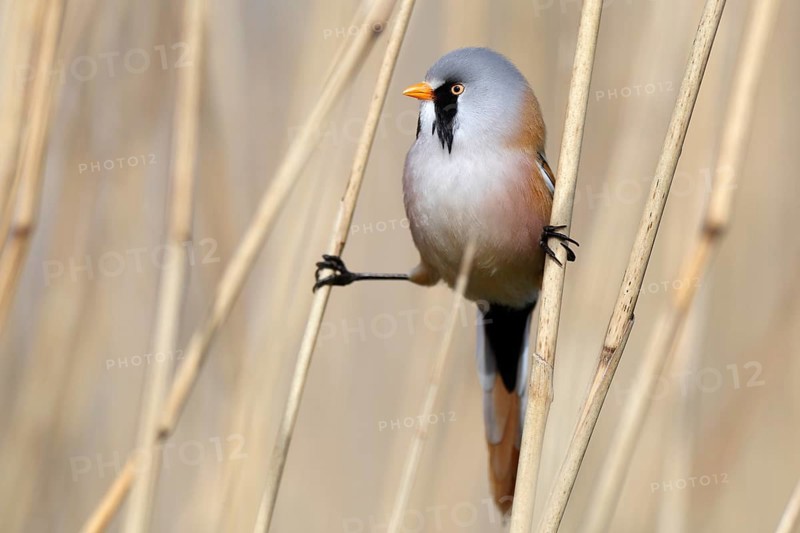 Bearded Reedling (Panurus biarmicus) male perched in reedbed, Mecklenburg-Western, Pomerania, Germany