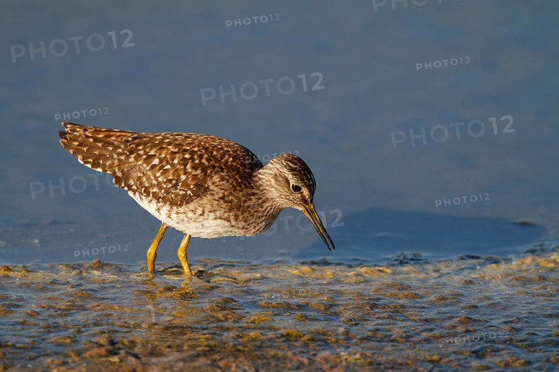 Wood Sandpiper (Tringa glareola) foraging, Netherlands