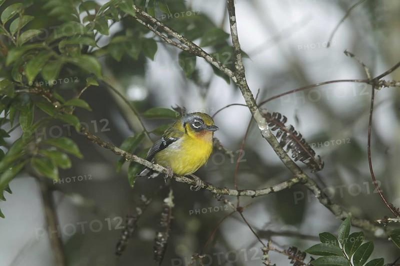 Black-eared Shrike-babbler (Pteruthius melanotis), Fraser's Hill, Malaysia