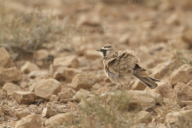 Temminck's Lark (Eremophila bilopha), Morocco