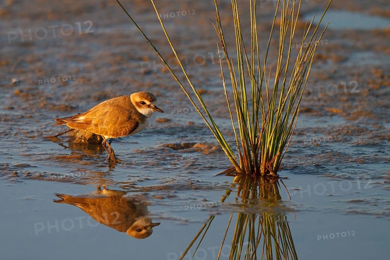 Kentish Plover (Charadrius alexandrinus) female, Mallorca, Spain
