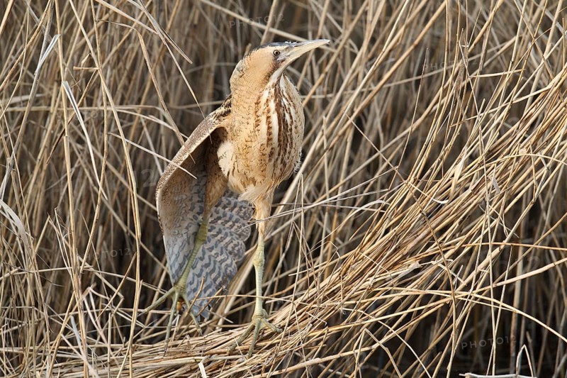 Eurasian Bittern (Botaurus stellaris), Hesse, Germany