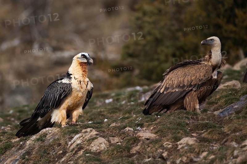 Bearded Vulture (Gypaetus barbatus), Pyrenees, Spain
