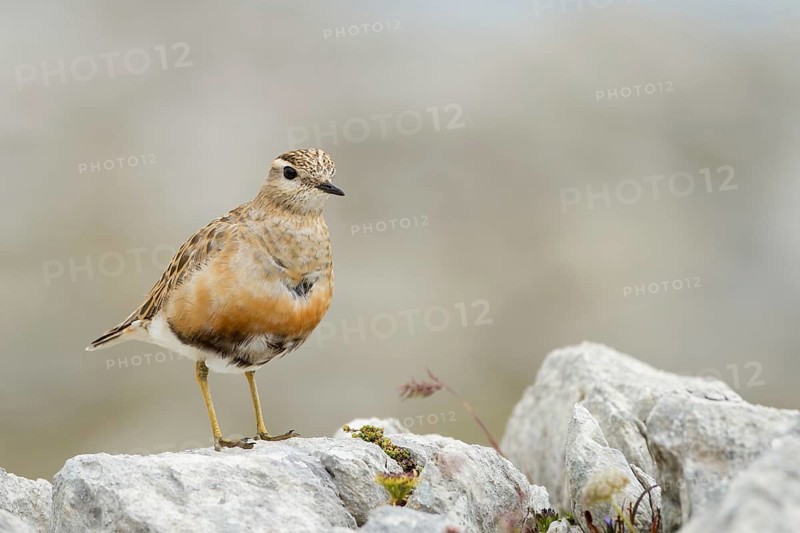 Eurasian Dotterel (Charadrius morinellus), Grisons, Switzerland