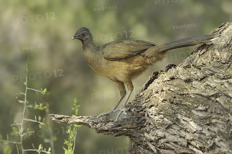 Plain Chachalaca (Ortalis vetula mccalli), Texas, USA