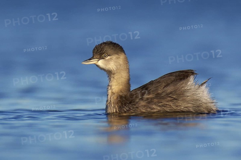 Hoary-headed Grebe (Poliocephalus poliocephalus), Victoria, Australia