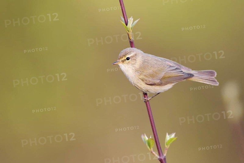 Common Chiffchaff (Phylloscopus collybita), Germany