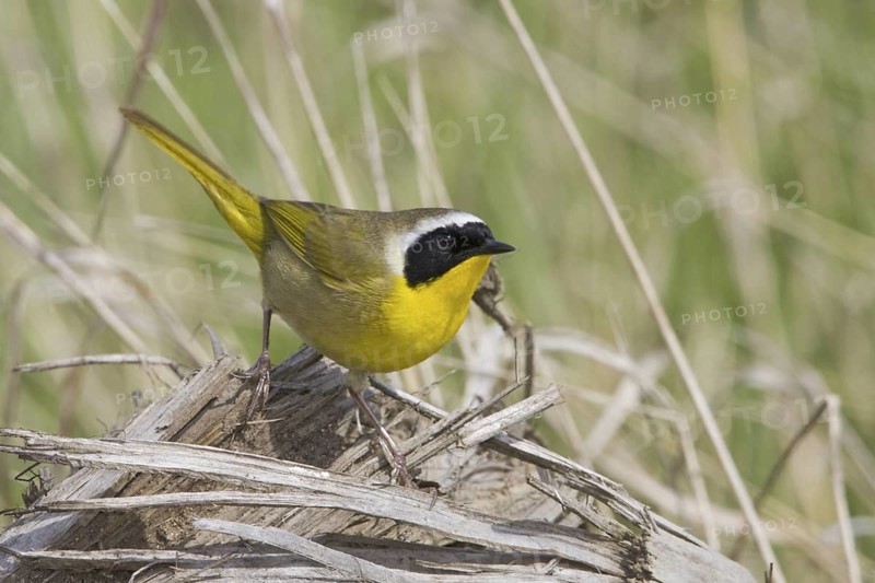 Common Yellowthroat (Geothlypis trichas), British Columbia, Canada