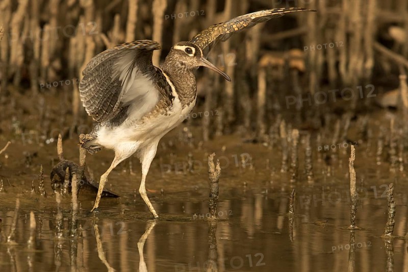 Greater Painted-snipe (Rostratula benghalensis), Gambia