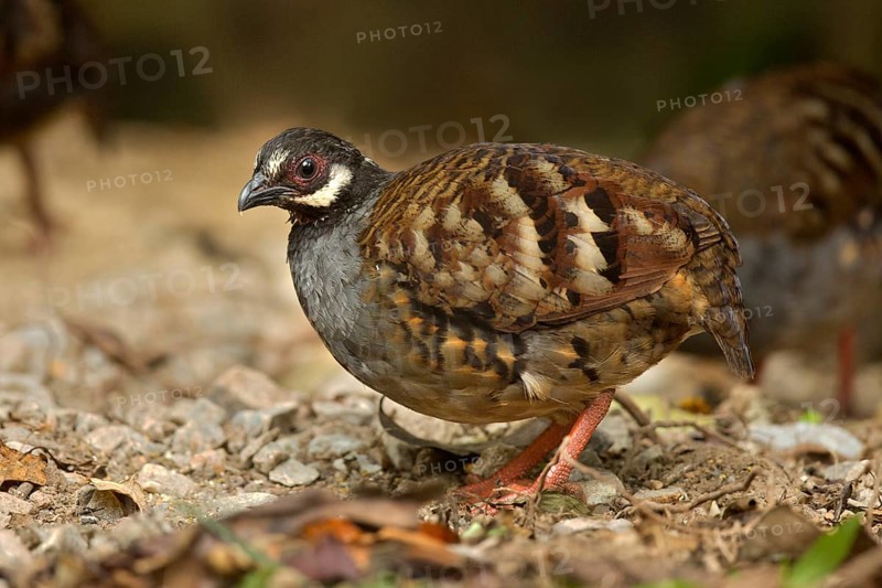 Malaysian Partridge (Arborophila campbelli), Pahang, Malaysia