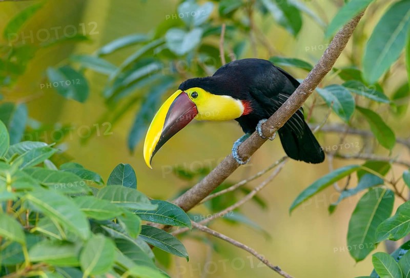 Black-manabilled Toucan (Ramphastos ambiguus) - at Laguna Lagarto Lodge near Boca Tapada, Costa Rica