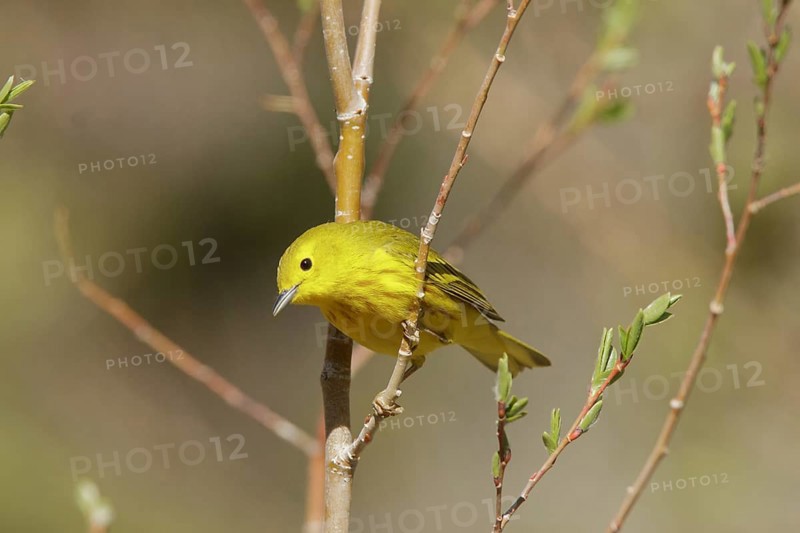 American Yellow Warbler (Setophaga aestiva) male, Hawaii, USA