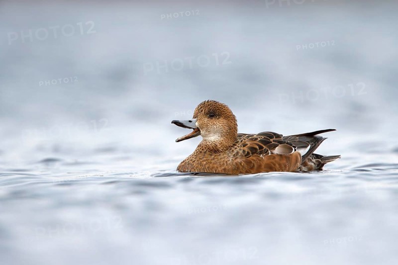 Eurasian Wigeon (Mareca penelope) female, Utrecht, Netherlands