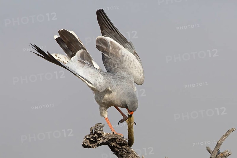 Pale Chanting Goshawk (Melierax canorus), Oshikoto, Etosha National Park, Namibia