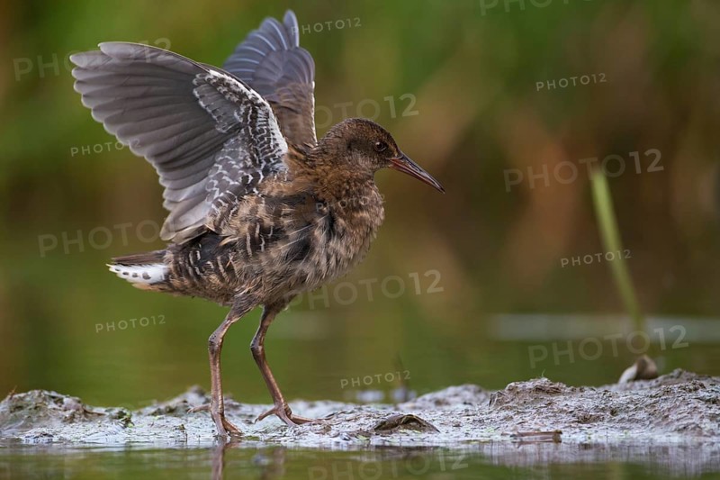 Water Rail (Rallus aquaticus) juvenile, Saxony, Germany