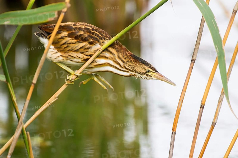 Little Bittern (Ixobrychus minutus) juvenile foraging, Thuringia, Germany