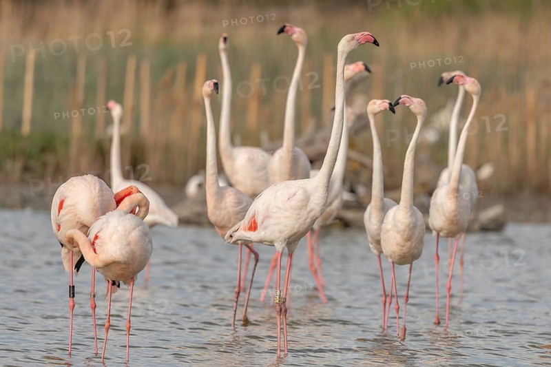 A group of flamingos in full courtship display in a wetland habitat on a clear day. The scene captures the essence of wildlife in serene surroundings. Saintes Maries de la Mer, Arles, Bouches du Rhone, Provence Alpes Cote d'Azur, France