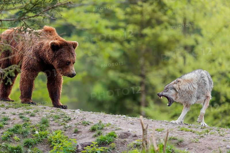 A Eurasian gray wolf (Canis lupus lupus) encounters a European brown bear (Ursus arctos arctos) in a green meadow and shows aggression, leading to a short fight without injuries